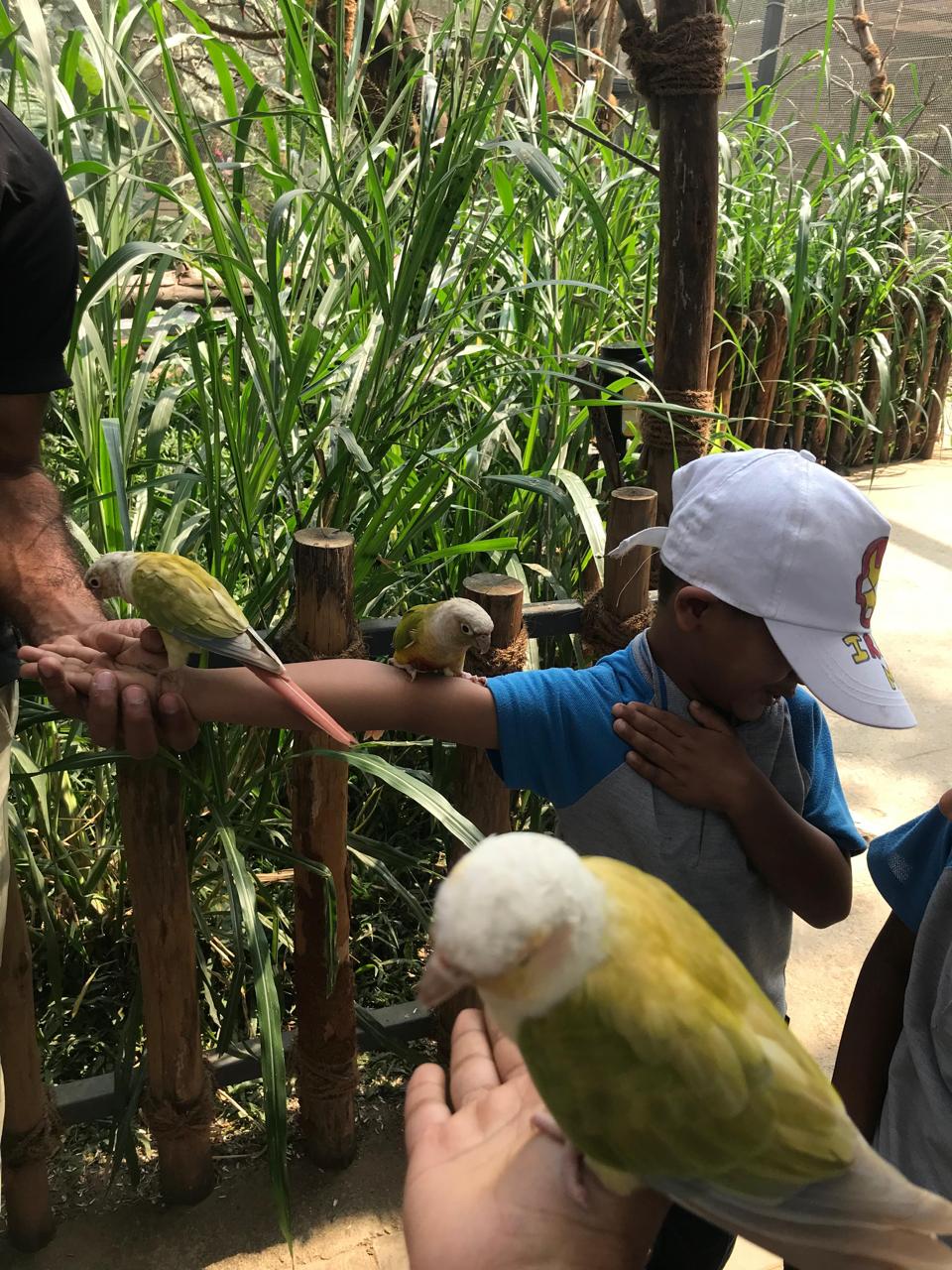 Children in bird kingdom 