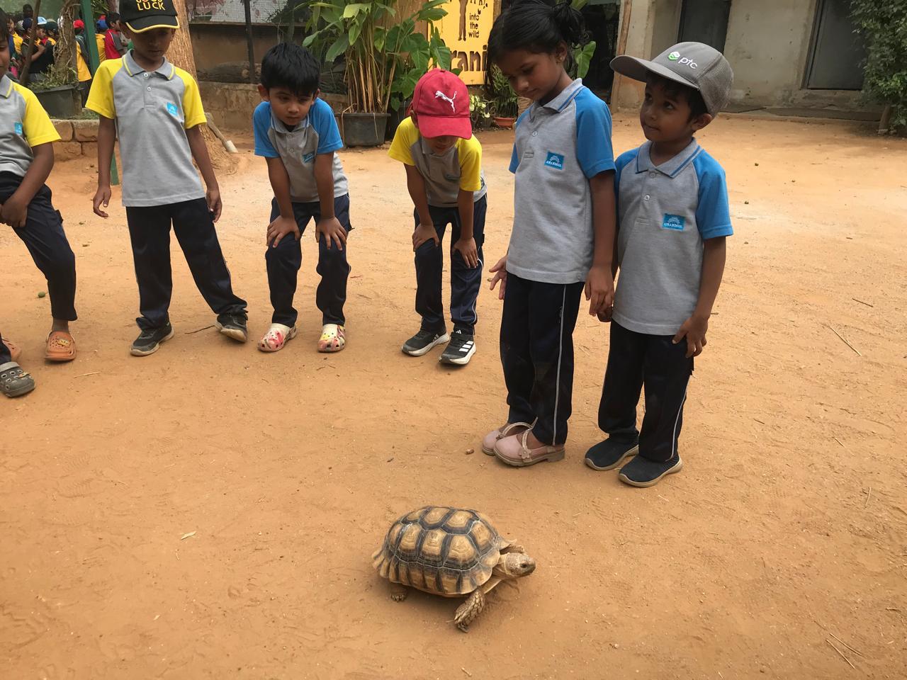 children with tortoise