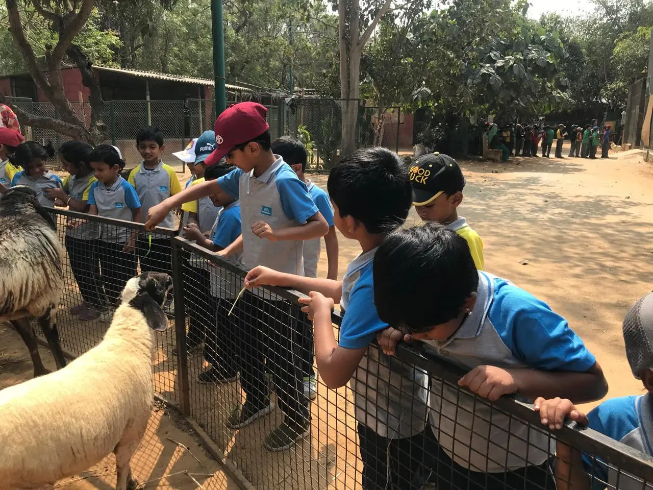 Children feeding sheeps